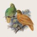 Falinaptár képes lemeznaptár 300x300mm, Birds in Art Realsystem 2027. Falinaptár képes lemeznaptár 300x300mm, Birds in Art Realsystem 2027.