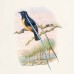 Falinaptár képes lemeznaptár 300x300mm, Birds in Art Realsystem 2027. Falinaptár képes lemeznaptár 300x300mm, Birds in Art Realsystem 2027.