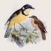 Falinaptár képes lemeznaptár 300x300mm, Birds in Art Realsystem 2027. Falinaptár képes lemeznaptár 300x300mm, Birds in Art Realsystem 2027.