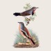 Falinaptár képes lemeznaptár 300x300mm, Birds in Art Realsystem 2027. Falinaptár képes lemeznaptár 300x300mm, Birds in Art Realsystem 2027.