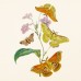 Falinaptár képes lemeznaptár 300x300mm, Butterflies Realsystem 2027. Falinaptár képes lemeznaptár 300x300mm, Butterflies Realsystem 2027.
