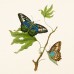 Falinaptár képes lemeznaptár 300x300mm, Butterflies Realsystem 2027. Falinaptár képes lemeznaptár 300x300mm, Butterflies Realsystem 2027.