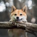 Falinaptár képes lemeznaptár 300x300mm, Happy Doge Realsystem 2027. Falinaptár képes lemeznaptár 300x300mm, Happy Doge Realsystem 2027.