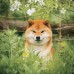 Falinaptár képes lemeznaptár 300x300mm, Happy Doge Realsystem 2027. Falinaptár képes lemeznaptár 300x300mm, Happy Doge Realsystem 2027.