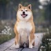 Falinaptár képes lemeznaptár 300x300mm, Happy Doge Realsystem 2027. Falinaptár képes lemeznaptár 300x300mm, Happy Doge Realsystem 2027.