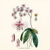 Falinaptár képes lemeznaptár 300x300mm, Herbarium Realsystem 2027. Falinaptár képes lemeznaptár 300x300mm, Herbarium Realsystem 2027.