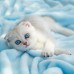 Falinaptár képes lemeznaptár 300x300mm, Kittens Realsystem 2027. Falinaptár képes lemeznaptár 300x300mm, Kittens Realsystem 2027.