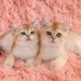 Falinaptár képes lemeznaptár 300x300mm, Kittens Realsystem 2027. Falinaptár képes lemeznaptár 300x300mm, Kittens Realsystem 2027.