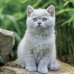 Falinaptár képes lemeznaptár 300x300mm, Kittens Realsystem 2027. Falinaptár képes lemeznaptár 300x300mm, Kittens Realsystem 2027.