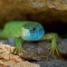 Falinaptár képes lemeznaptár 300x300mm, Lizards Realsystem 2027. Falinaptár képes lemeznaptár 300x300mm, Lizards Realsystem 2027.