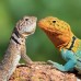 Falinaptár képes lemeznaptár 300x300mm, Lizards Realsystem 2027. Falinaptár képes lemeznaptár 300x300mm, Lizards Realsystem 2027.