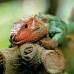 Falinaptár képes lemeznaptár 300x300mm, Lizards Realsystem 2027. Falinaptár képes lemeznaptár 300x300mm, Lizards Realsystem 2027.