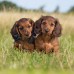 Falinaptár képes lemeznaptár 300x300mm, Puppies Realsystem 2027. Falinaptár képes lemeznaptár 300x300mm, Puppies Realsystem 2027.