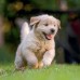 Falinaptár képes lemeznaptár 300x300mm, Puppies Realsystem 2027. Falinaptár képes lemeznaptár 300x300mm, Puppies Realsystem 2027.