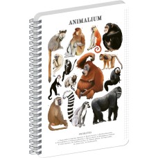 Jegyzetfüzet ikerspirálos Animalium – Primates, négyzethálós, 21x29,7cm A4, Presco Jegyzetfüzet ikerspirálos Animalium – Primates, négyzethálós, 21x29,7cm A4, Presco